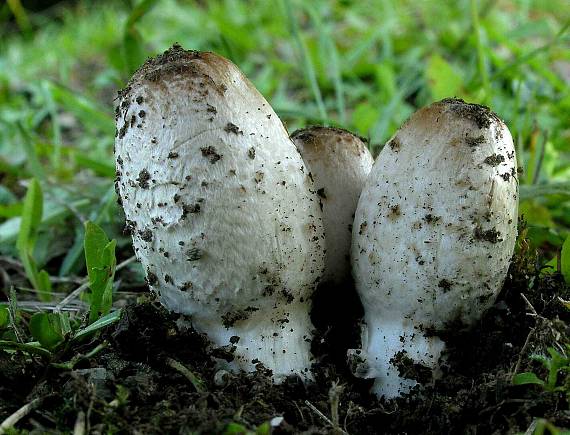 hnojník Coprinus sp.