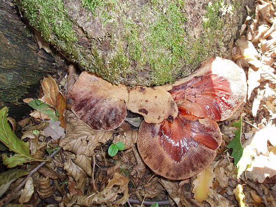 pečeňovec dubový Fistulina hepatica (Schaeff.) With.