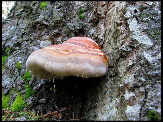 práchnovček pásikavý Fomitopsis pinicola (Sw.) P. Karst.