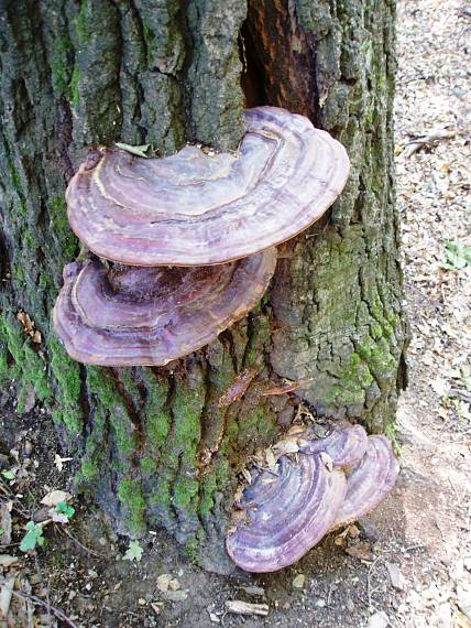 lesklokôrovka Ganoderma sp.