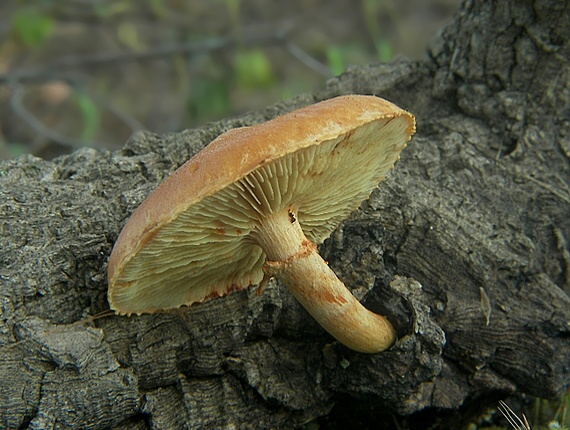 šupinovec Gymnopilus suberis (Maire) Singer