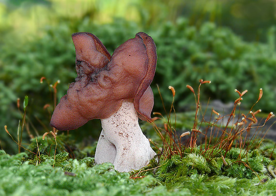 ušiak mitrovitý Gyromitra infula (Schaeff.) Quél.