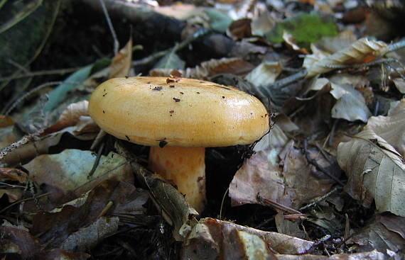 rýdzik lososovoružový Lactarius salmonicolor R. Heim & Leclair