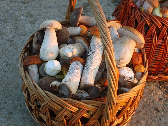 kozak osikovy a hriby Leccinum albostipitatum den Bakker & Noordel.