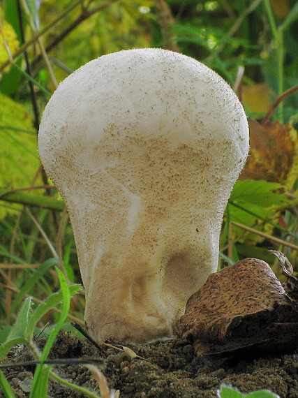 rozpadavec stopkatý Lycoperdon excipuliforme (Scop.) Pers.