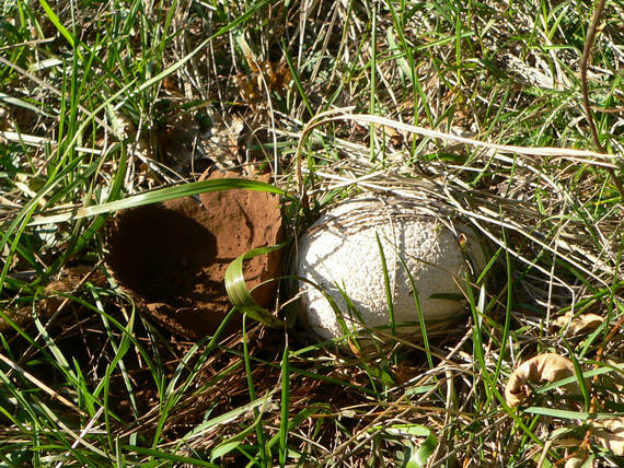 rozpadavec dlabaný Lycoperdon utriforme Bull.