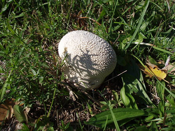 rozpadavec dlabaný Lycoperdon utriforme Bull.