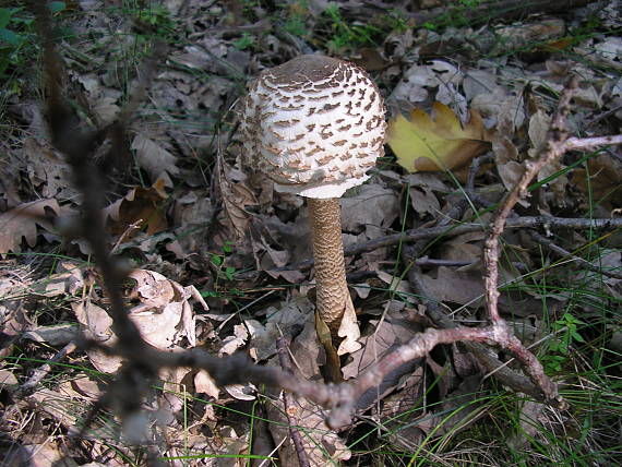 bedľa vysoká Macrolepiota procera (Scop.) Singer