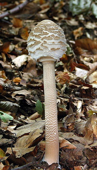 bedľa vysoká Macrolepiota procera (Scop.) Singer