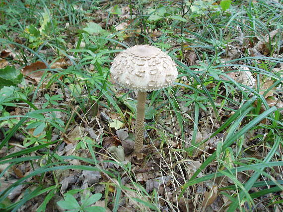 bedľa vysoká Macrolepiota procera (Scop.) Singer