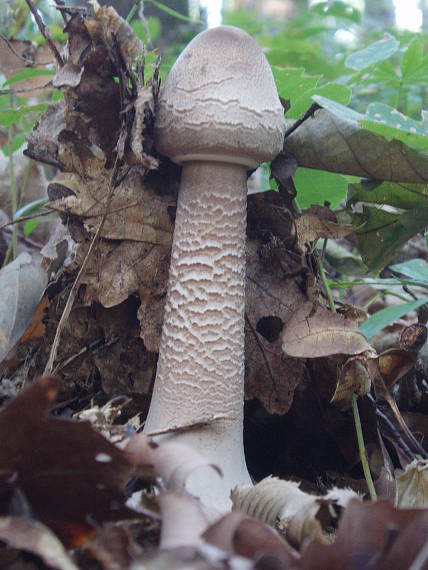 bedľa vysoká Macrolepiota procera (Scop.) Singer