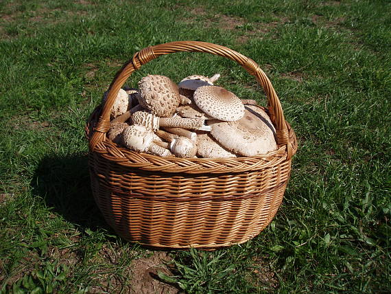 bedľa vysoká Macrolepiota procera (Scop.) Singer