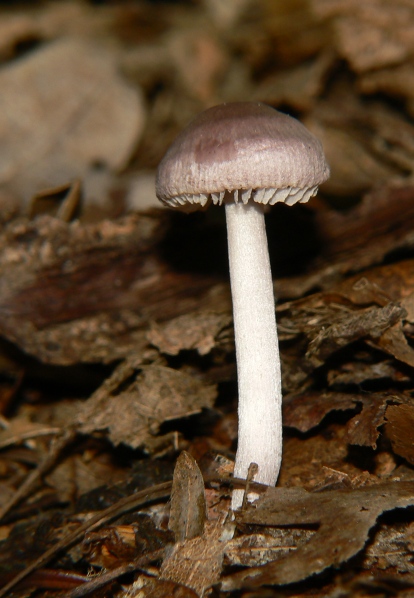 prilbička reďkovková Mycena pura (Pers.) P. Kumm.