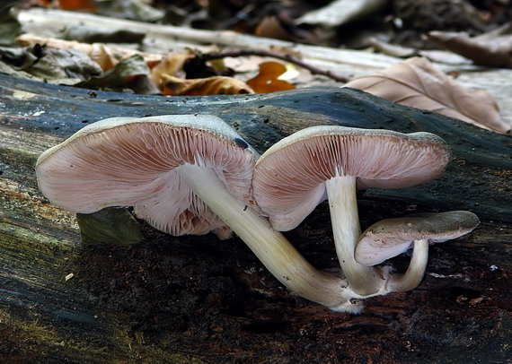 štítovka Pluteus sp.