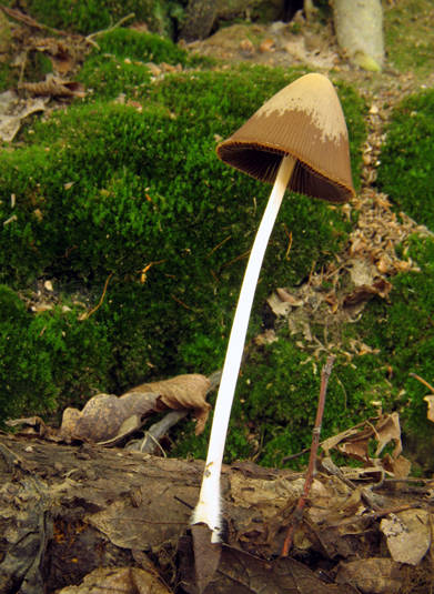 drobuľka Psathyrella sp.