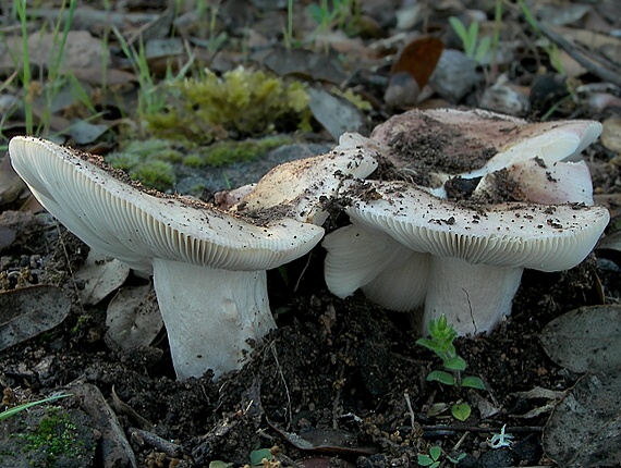 plávka Russula sp.