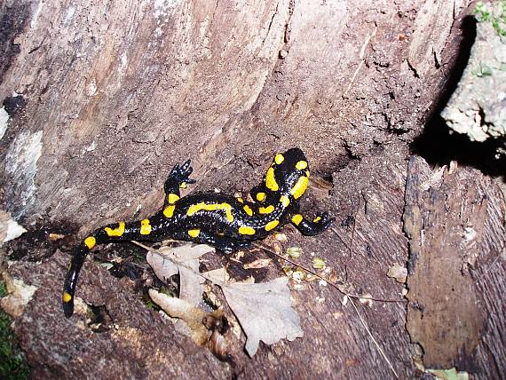 salamandra škvrnitá Salamandra salamandra