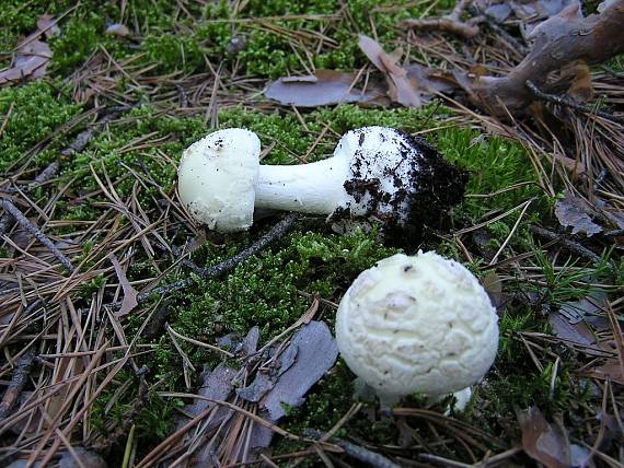 muchotrávka citrónovožltá Amanita citrina Pers.