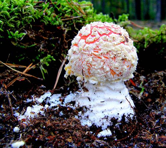 muchotrávka červená Amanita muscaria (L.) Lam.