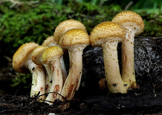 podpňovka žltá Armillaria gallica Marxm. & Romagn.