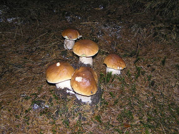 hřib smrkový Boletus Edulis Bull.