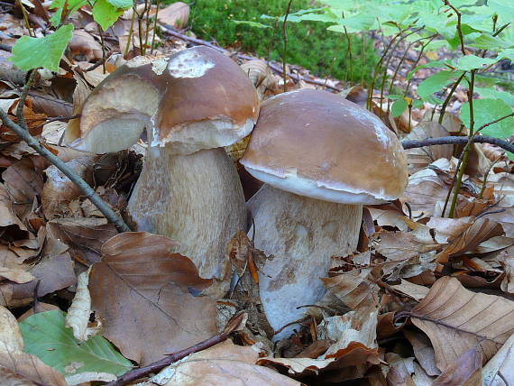 hríb smrekový Boletus edulis Bull.