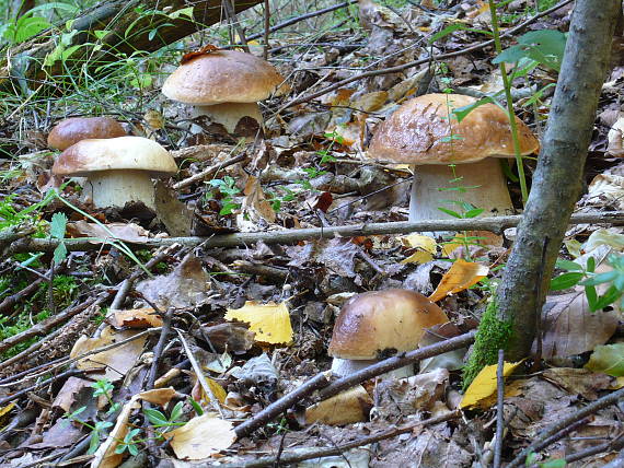 hríby smrekove Boletus edulis Bull.