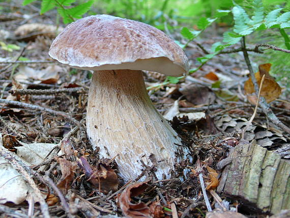 hríb smrekový Boletus edulis Bull.