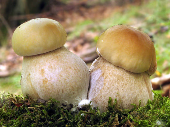 hríb smrekový Boletus edulis Bull.