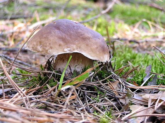 hríb smrekový Boletus edulis Bull.