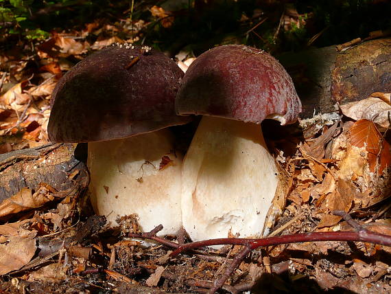 hríb sosnový Boletus pinophilus Pil. et Dermek in Pil.