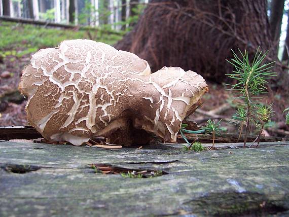 hríb dubový Boletus reticulatus Schaeff.