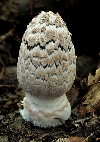 hnojník strakatý Coprinopsis picacea (Bull.) Redhead, Vilgalys & Moncalvo