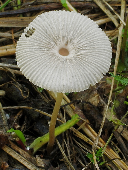 hnojník Coprinus sp.