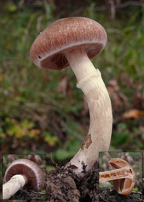 pavučinovec Cortinarius sp.