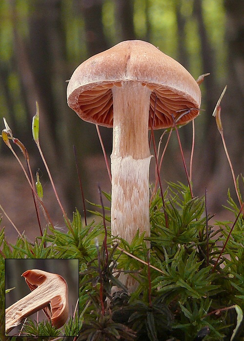 pavučinovec Cortinarius sp.