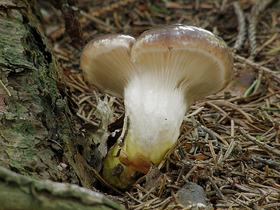 sliziak mazľavý Gomphidius glutinosus (Schaeff.) Fr.