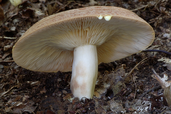 rýdzik Lactarius sp.