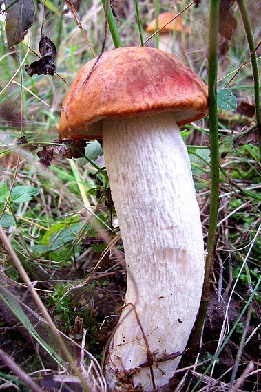 kozák osikový Leccinum albostipitatum den Bakker & Noordel.