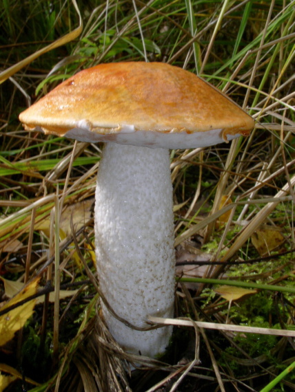 křemenáč osikový - Kozák osikový Leccinum albostipitatum den Bakker & Noordel.