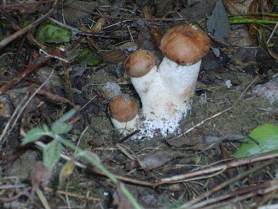 kozak osikovy Leccinum albostipitatum den Bakker & Noordel.