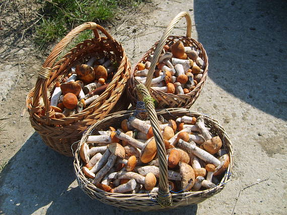 kozak osikový Leccinum albostipitatum den Bakker & Noordel.