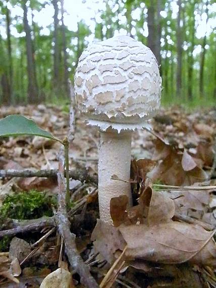 bedľa vysoká Macrolepiota procera (Scop.) Singer