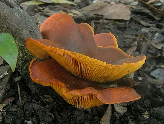 kališník hnedooranžový Omphalotus olearius (DC.) Singer