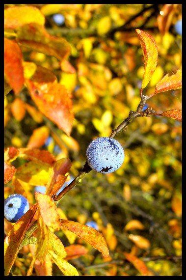 trnka obyčajná Prunus spinosa L.