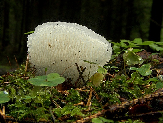 pajelenka želatínová Pseudohydnum gelatinosum (Scop.) P. Karst.