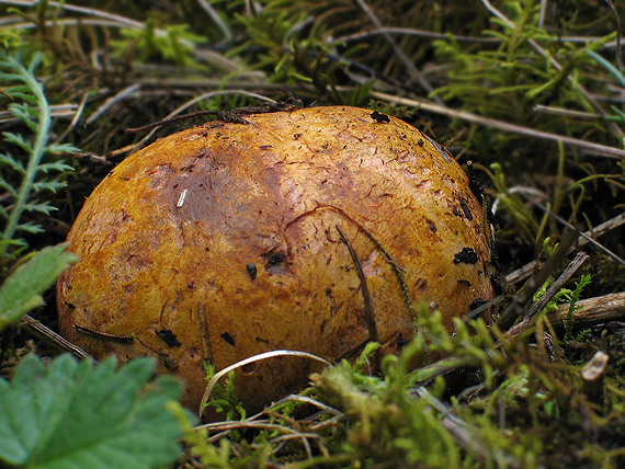 koreňovec žltkastý Rhizopogon luteolus Fr. & Nordholm