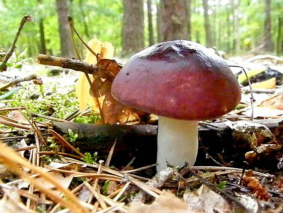 plávka horká Russula caerulea Fr.