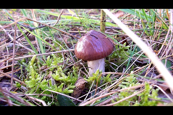 masliak obyčajný Suillus luteus (L.) Roussel