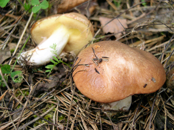 klouzek obecný - Masliak obyčajný Suillus luteus (L.) Roussel